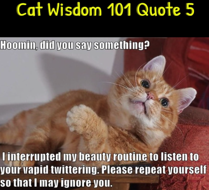 Cat Wisdom 101 Quote 5 Hoomin, did you say something? I interrupted my beauty routine to listen to your vapid twittering. Please repeat yourself so that I may ignore you.