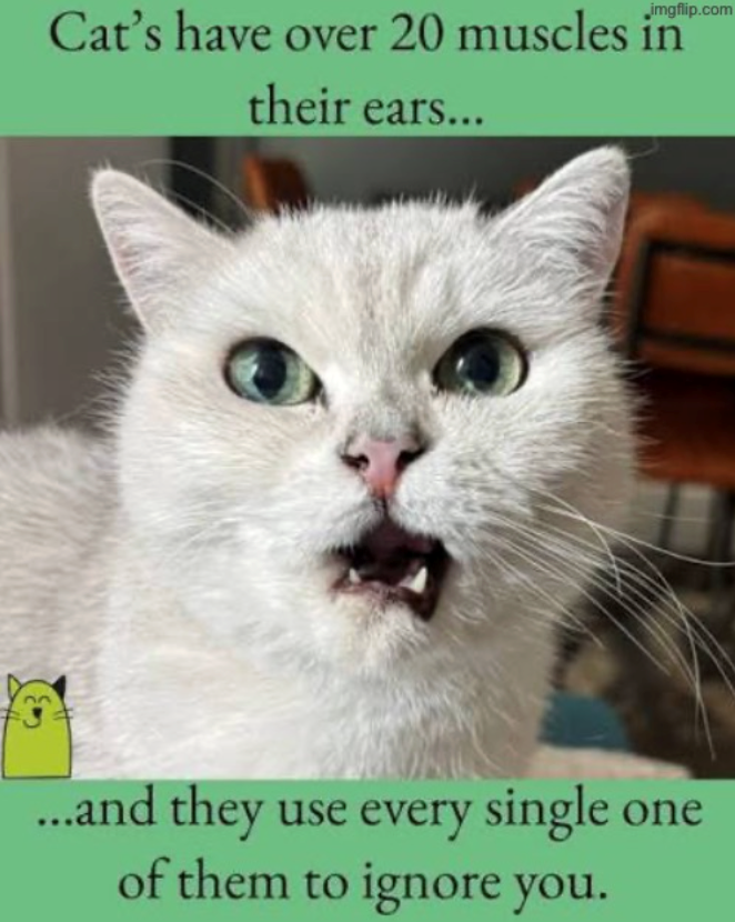 imgflip.com Cat's have over 20 muscles in their ears... ...and they use every single one of them to ignore you.