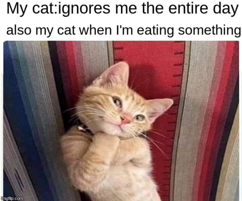 My cat:ignores me the entire day also my cat when I'm eating something imgflip.com