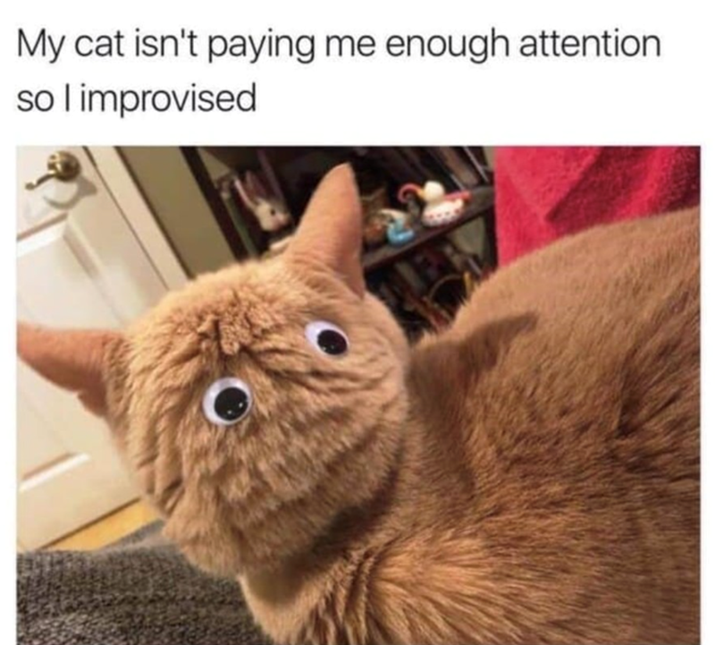 My cat isn't paying me enough attention so I improvised