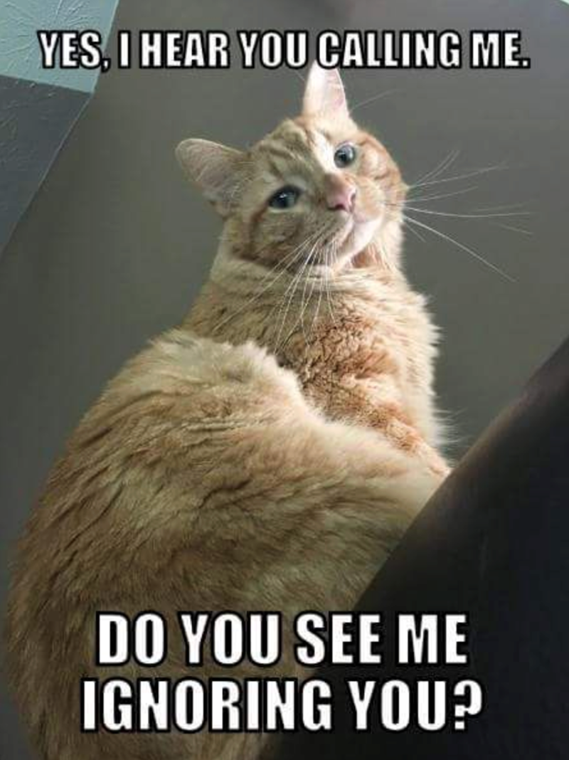 YES, I HEAR YOU CALLING ME. DO YOU SEE ME IGNORING YOU?