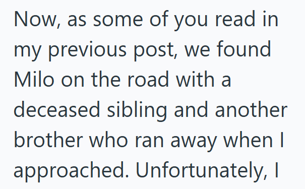 Now, as some of you read in my previous post, we found Milo on the road with a deceased sibling and another brother who ran away when I approached. Unfortunately, I