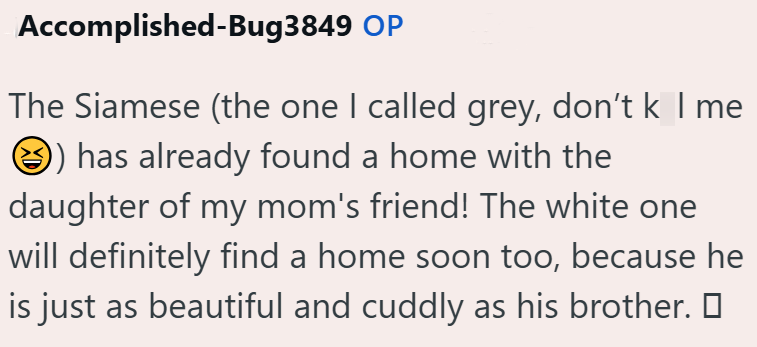 Accomplished-Bug3849 OP The Siamese (the one I called grey, don't k I me ) has already found a home with the daughter of my mom's friend! The white one will definitely find a home soon too, because he is just as beautiful and cuddly as his brother. □