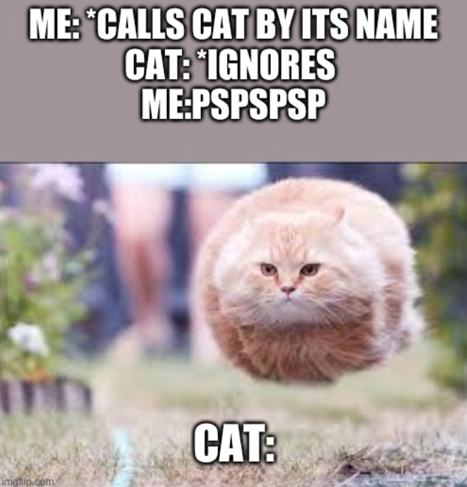 ME: *CALLS CAT BY ITS NAME CAT: *IGNORES ME:PSPSPSP חיוו imgflip.com CAT: