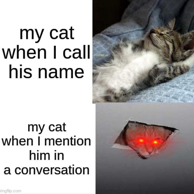 my cat when I call his name my cat when I mention him in a conversation imgflip.com