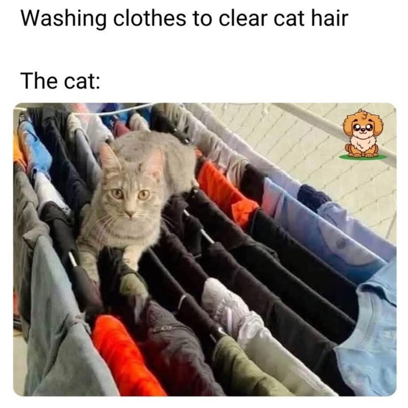 Washing clothes to clear cat hair The cat: