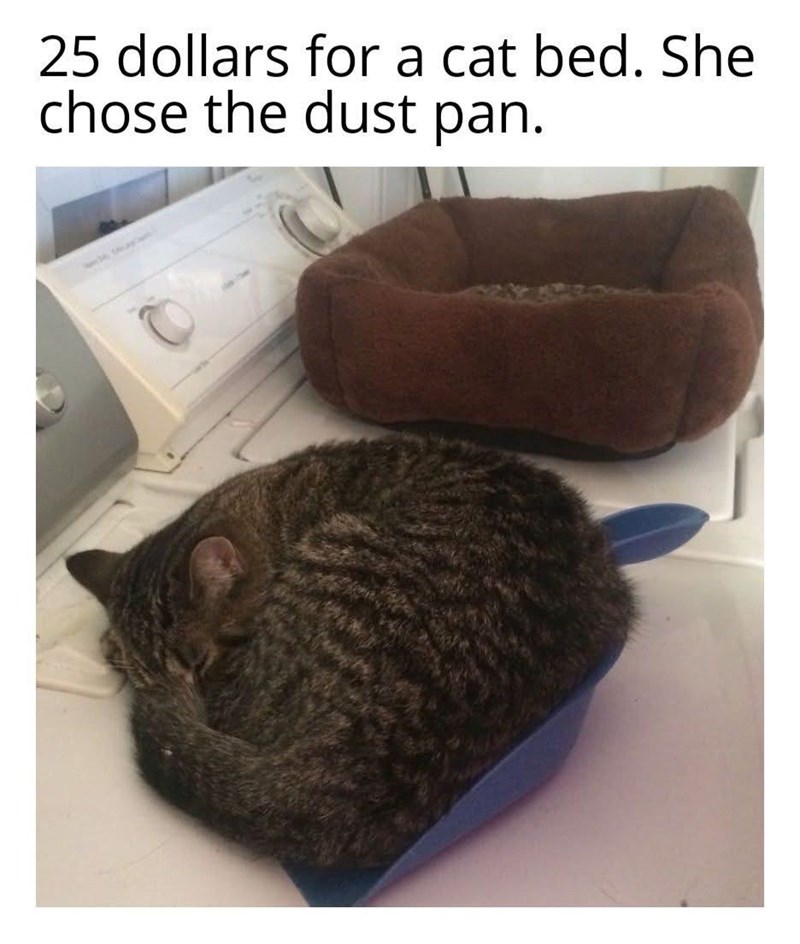 25 dollars for a cat bed. She chose the dust pan.