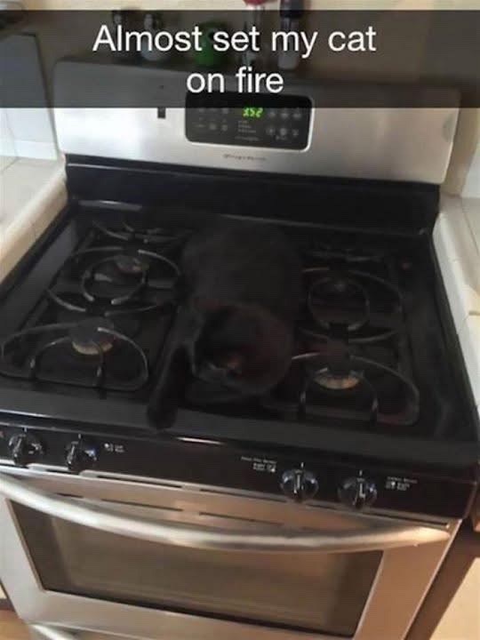 Almost set my cat on fire 352