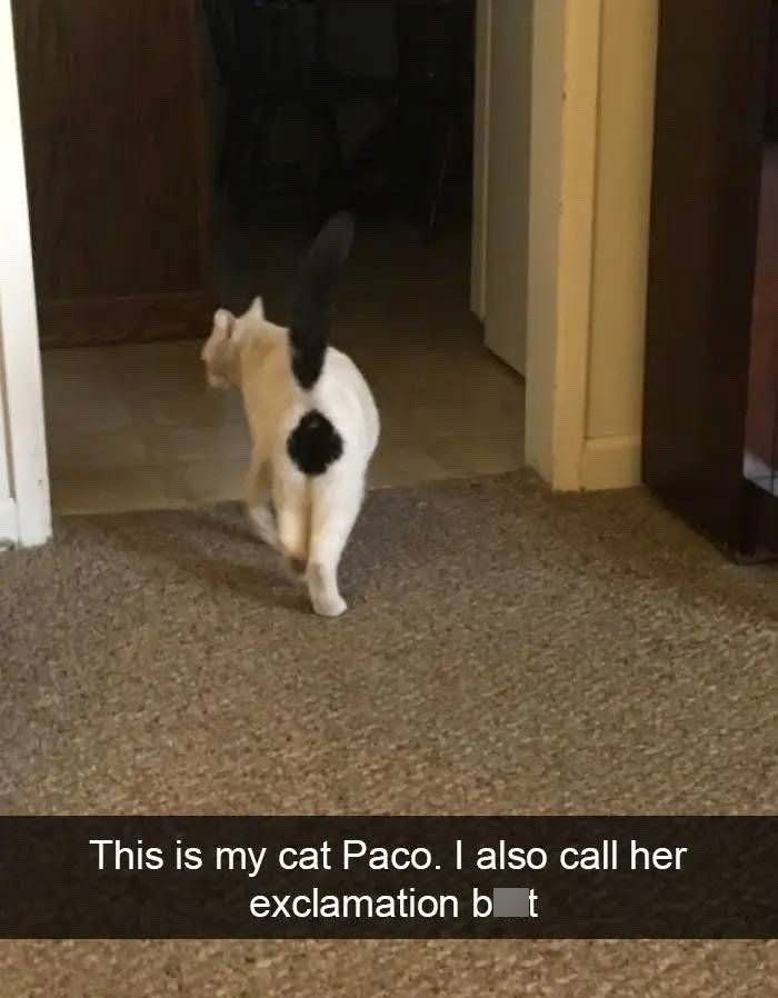 This is my cat Paco. I also call her exclamation bot