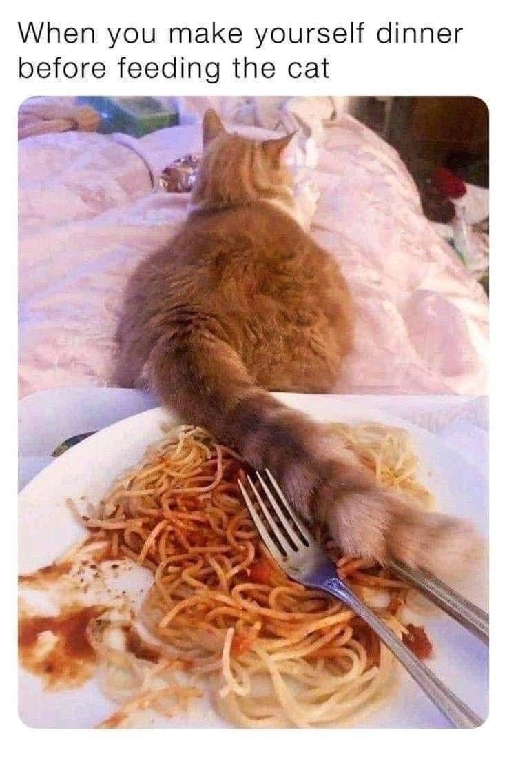 When you make yourself dinner before feeding the cat