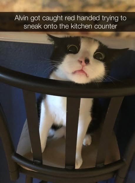 Alvin got caught red handed trying to sneak onto the kitchen counter