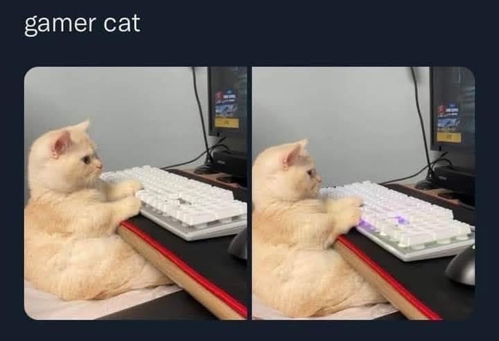 gamer cat