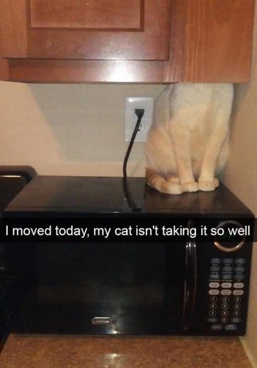 I moved today, my cat isn't taking it so well 00/4 60