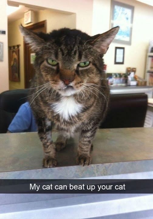 ☐ My cat can beat up your cat