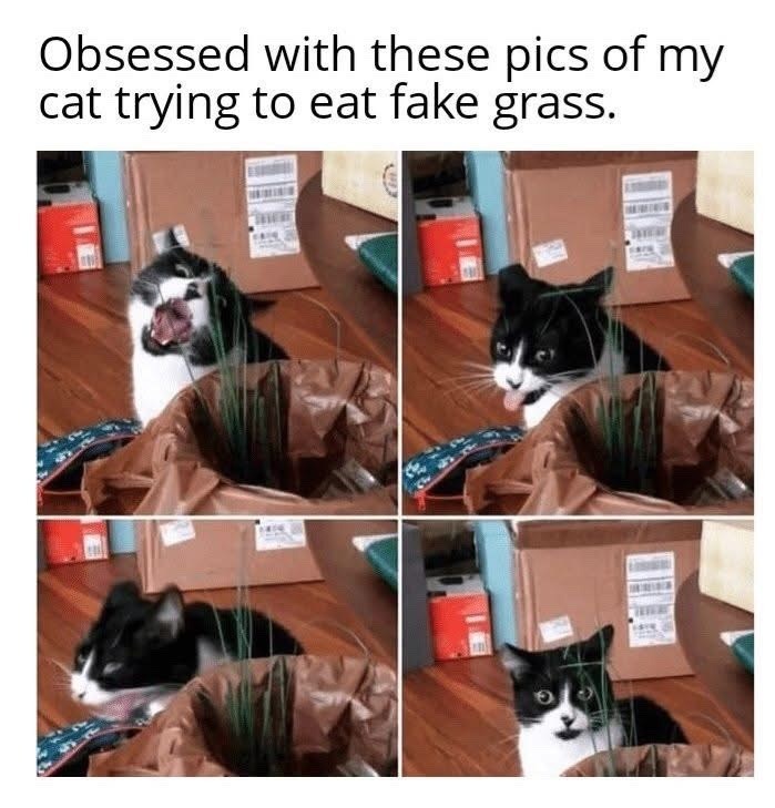 Obsessed with these pics of my cat trying to eat fake grass.
