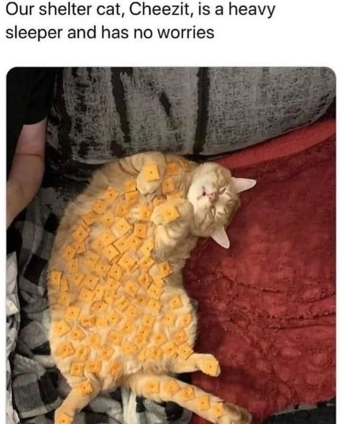 Our shelter cat, Cheezit, is a heavy sleeper and has no worries