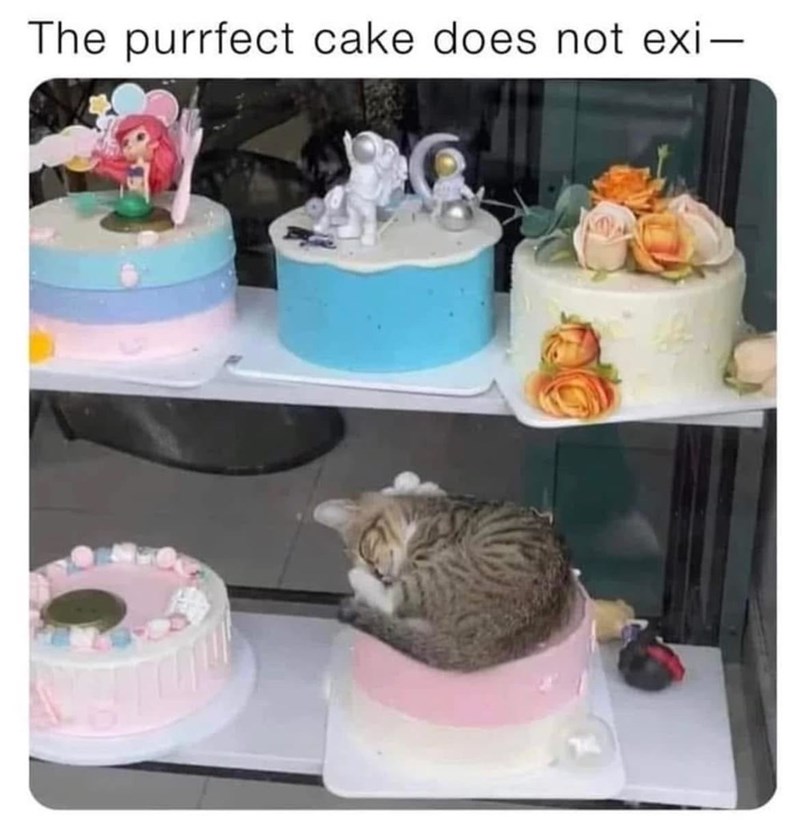 The purrfect cake does not exi-