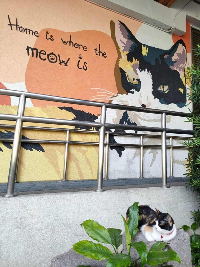 Home is where the meow is