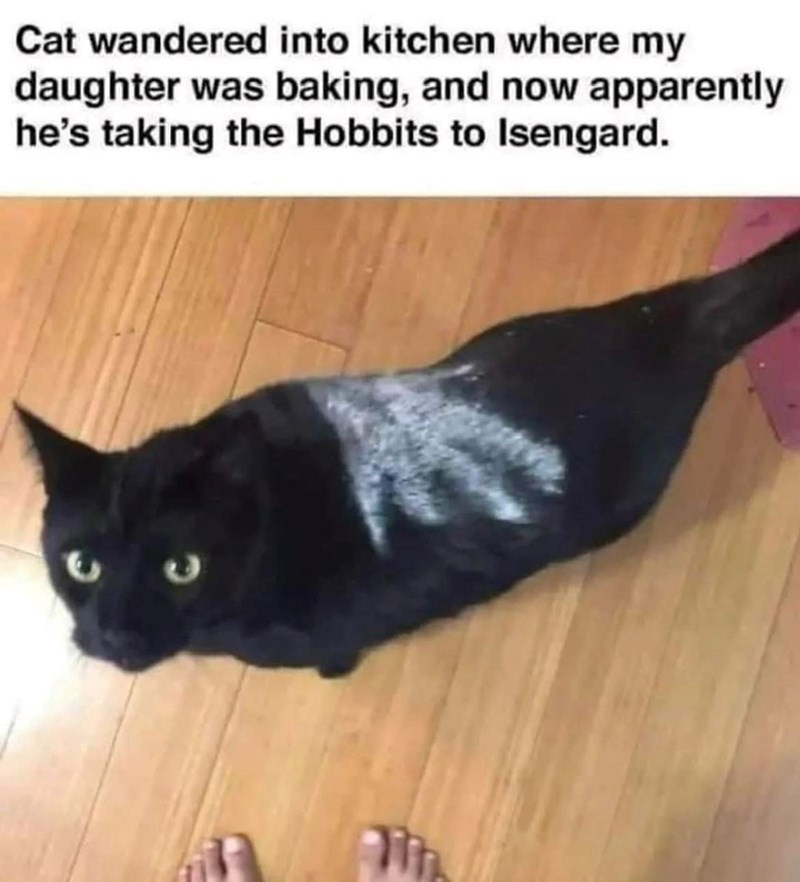 Cat wandered into kitchen where my daughter was baking, and now apparently he's taking the Hobbits to Isengard. Th