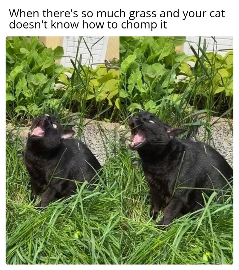 When there's so much grass and your cat doesn't know how to chomp it