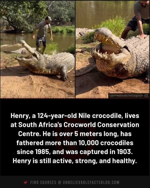 cavemanrob/instagram Henry, a 124-year-old Nile crocodile, lives at South Africa's Crocworld Conservation Centre. He is over 5 meters long, has fathered more than 10,000 crocodiles since 1985, and was captured in 1903. Henry is still active, strong, and healthy. FIND SOURCES @ UNBELIEVABLEFACTSBLOG.COM