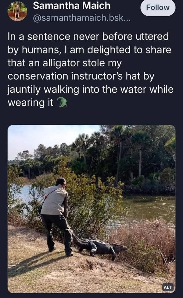 Samantha Maich @samanthamaich.bsk... Follow In a sentence never before uttered by humans, I am delighted to share that an alligator stole my conservation instructor's hat by jauntily walking into the water while wearing it ALT