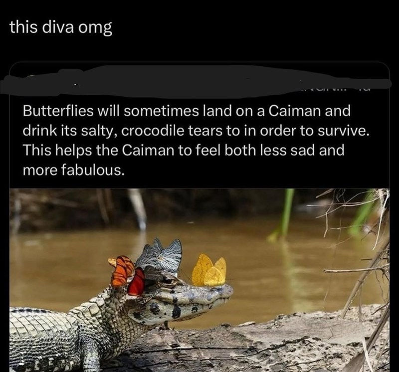 this diva omg Butterflies will sometimes land on a Caiman and drink its salty, crocodile tears to in order to survive. This helps the Caiman to feel both less sad and more fabulous.
