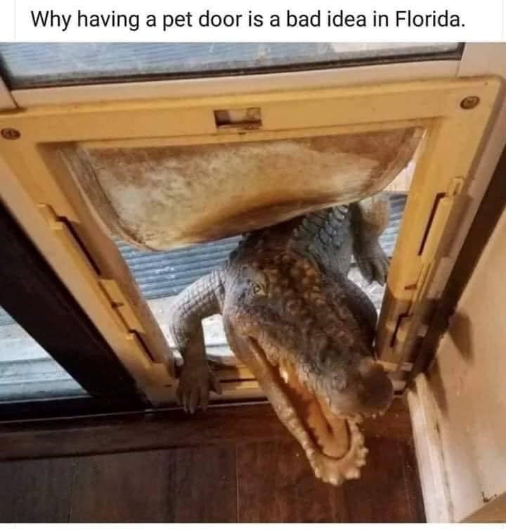 Why having a pet door is a bad idea in Florida.