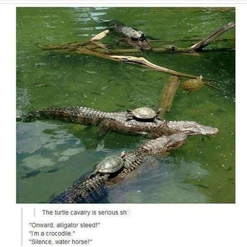 The turtle cavalry is serious sh "Onward, alligator steed!" "I'm a crocodile." "Silence, water horse!"