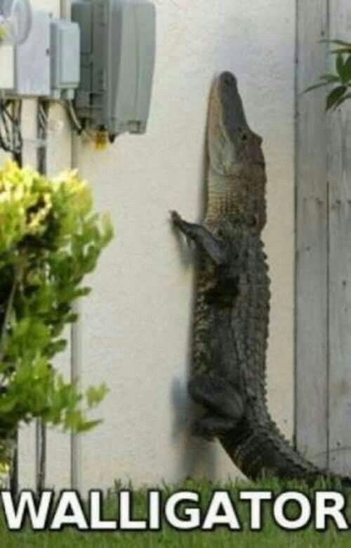 WALLIGATOR