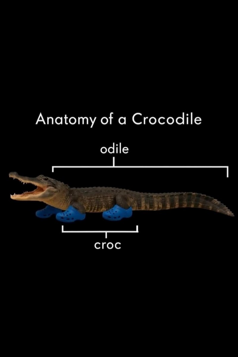 Anatomy of a Crocodile odile croc