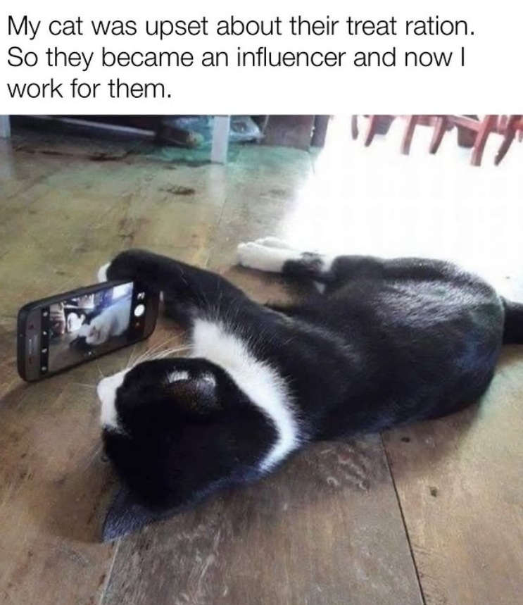My cat was upset about their treat ration. So they became an influencer and now I work for them. грору