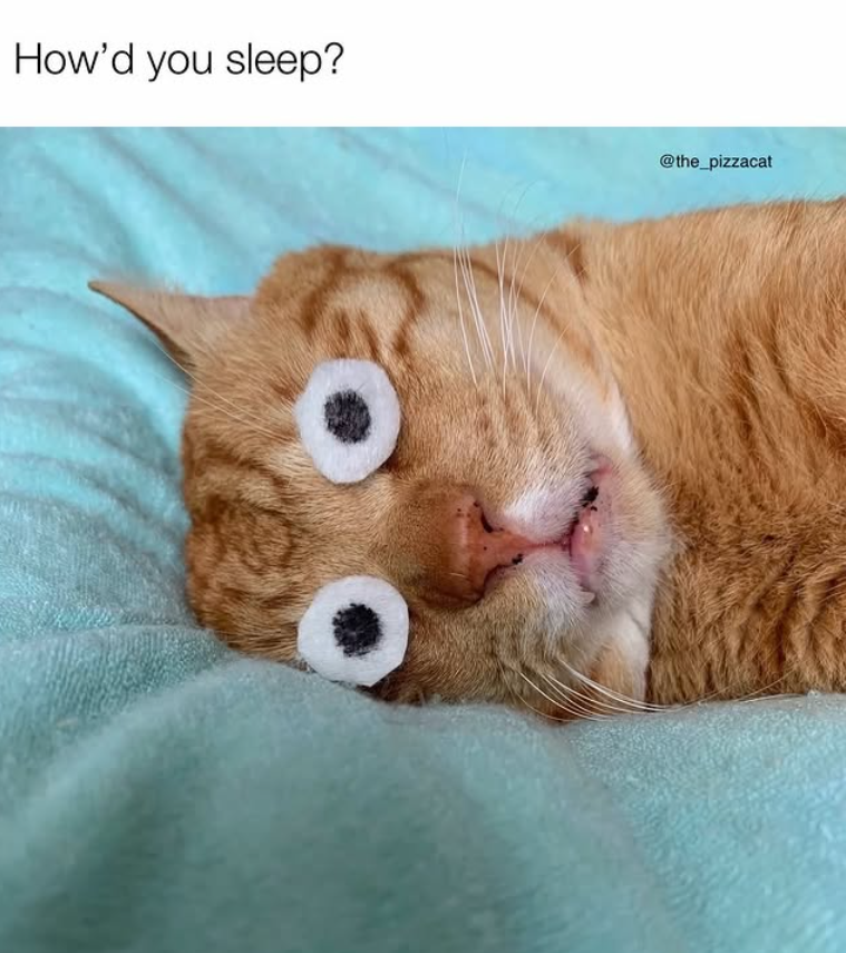 How'd you sleep? @the_pizzacat