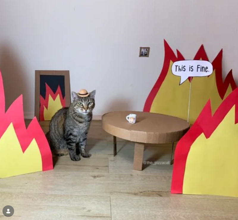 the pizzacat This is Fine.