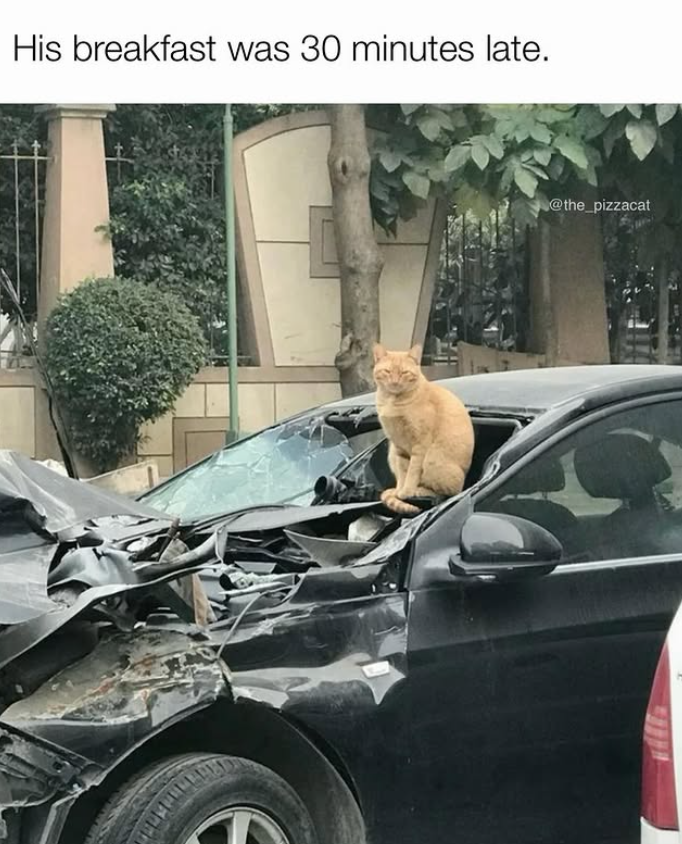 His breakfast was 30 minutes late. @the_pizzacat