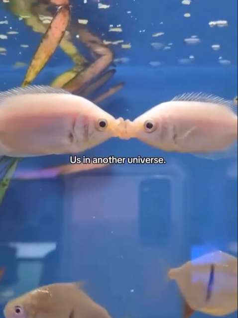 Us in another universe.