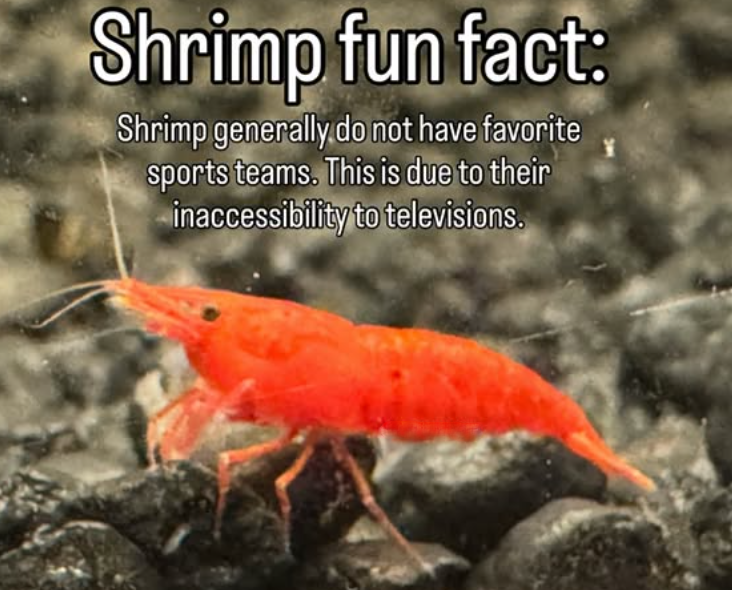Shrimp fun fact: Shrimp generally do not have favorite sports teams. This is due to their inaccessibility to televisions.