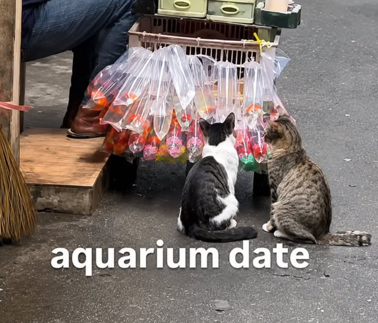 0 aquarium date