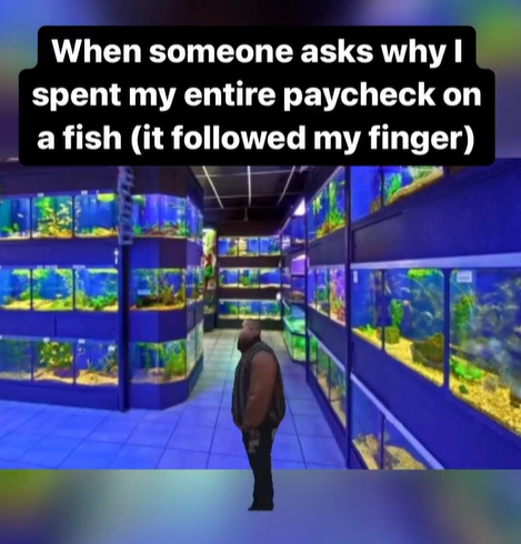 When someone asks why I spent my entire paycheck on a fish (it followed my finger)