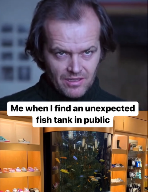 7811 Me when I find an unexpected fish tank in public
