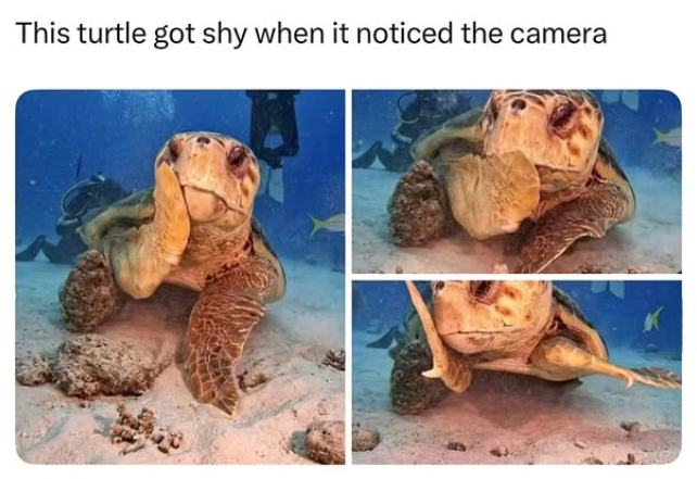 6 This turtle got shy when it noticed the camera