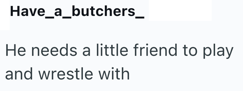 Have_a_butchers_ He needs a little friend to play and wrestle with