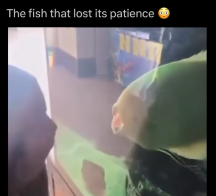 The fish that lost its patience
