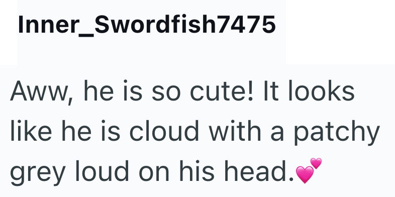 Inner_Swordfish7475 Aww, he is so cute! It looks like he is cloud with a patchy grey loud on his head.
