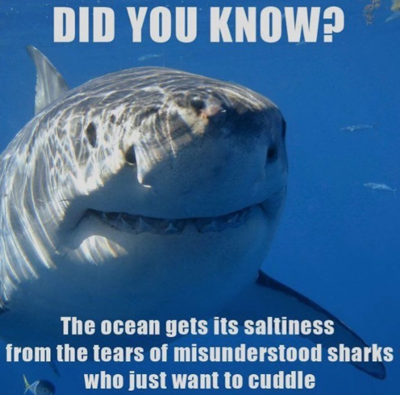 DID YOU KNOW? The ocean gets its saltiness from the tears of misunderstood sharks who just want to cuddle