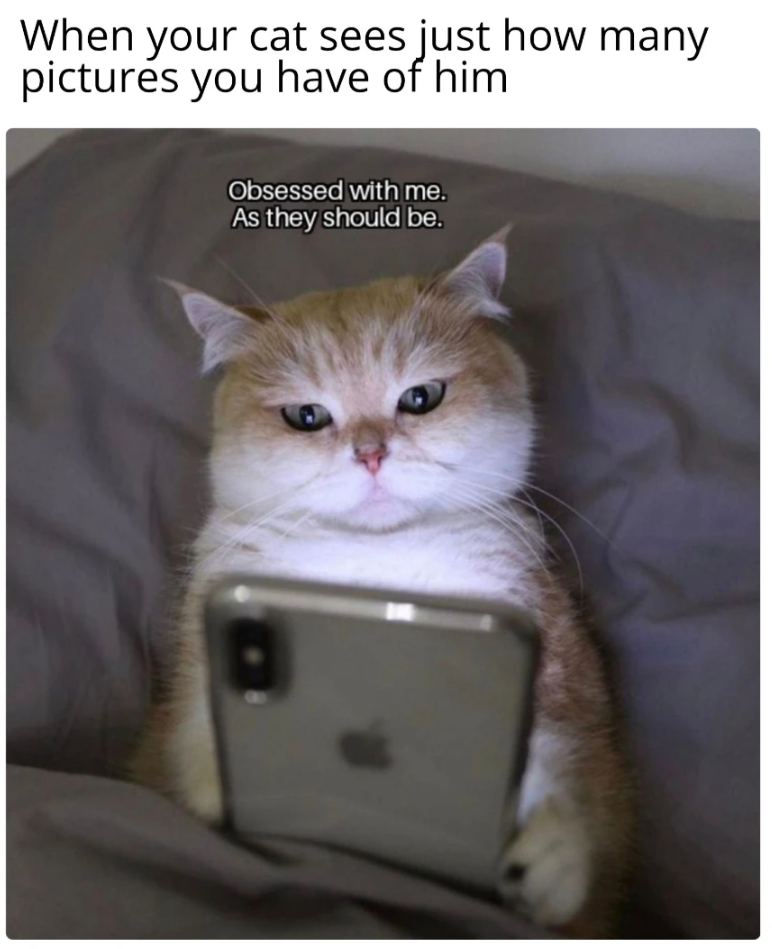 When your cat sees just how many pictures you have of him Obsessed with me. As they should be.