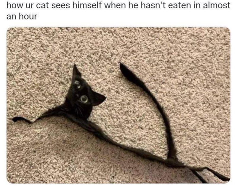 how ur cat sees himself when he hasn't eaten in almost an hour