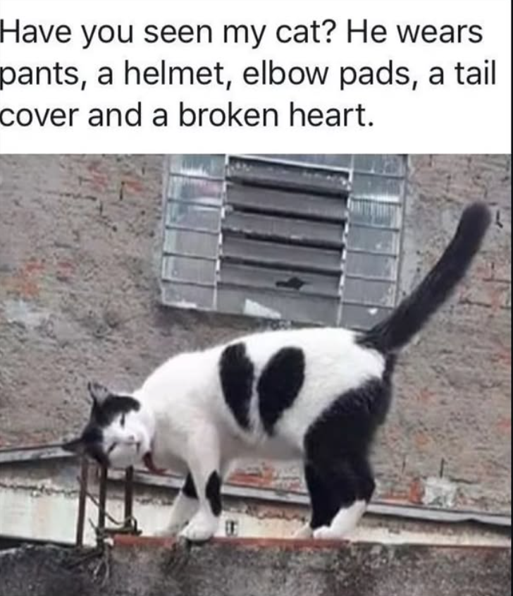 Have you seen my cat? He wears pants, a helmet, elbow pads, a tail cover and a broken heart.