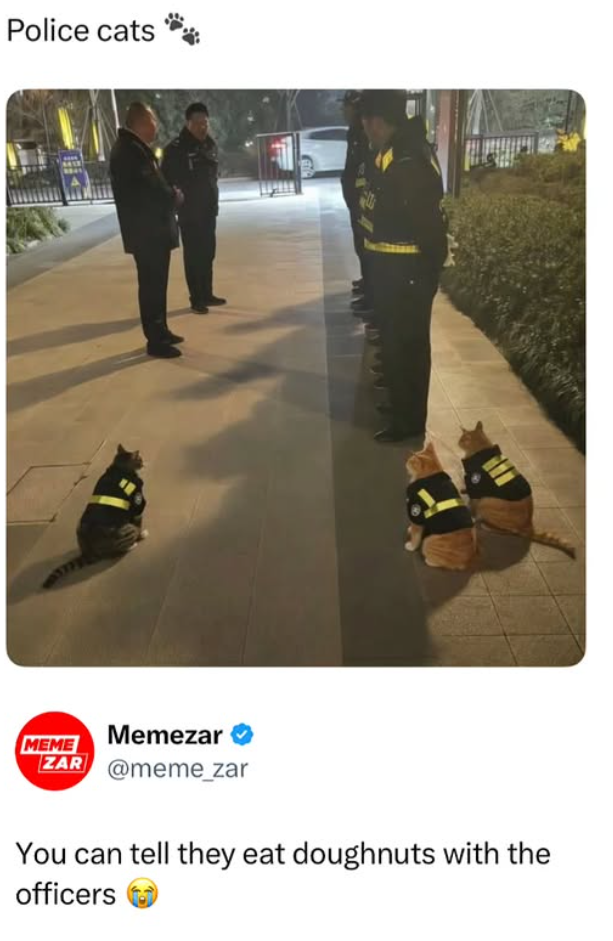 Police cats MEME Memezar ZAR @meme_zar You can tell they eat doughnuts with the officers