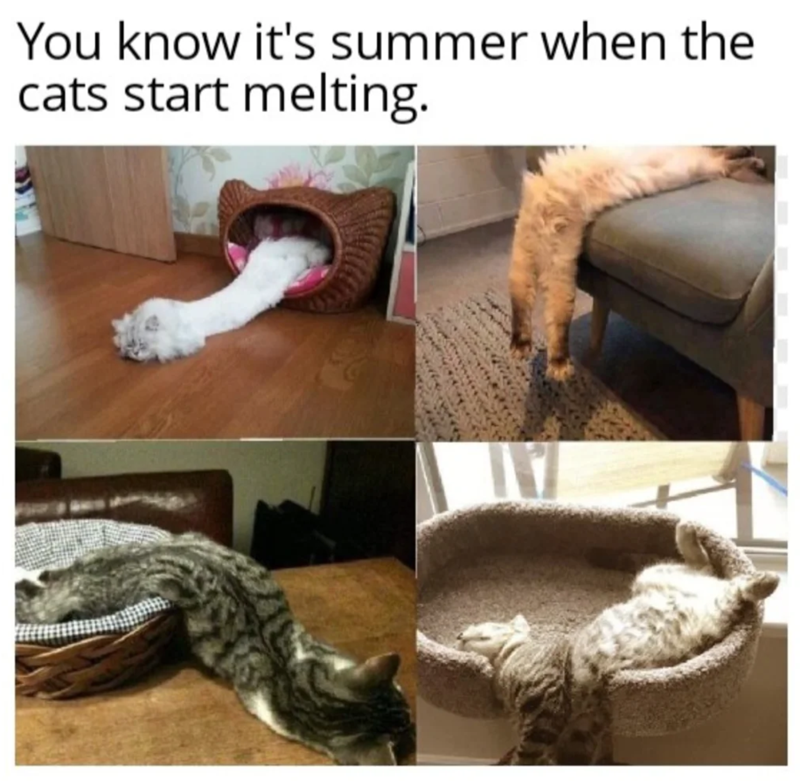 You know it's summer when the cats start melting.